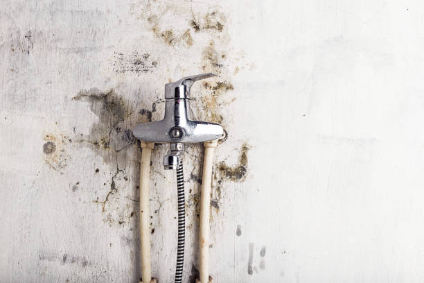 Best Fast Mold Removal  in Tool, TX