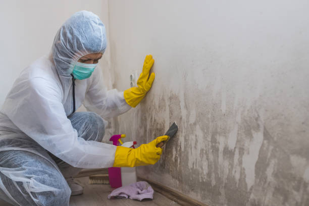 Best Certified Mold Removal  in Tool, TX