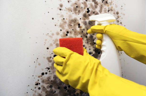 Best Local Mold Removal Service  in Tool, TX