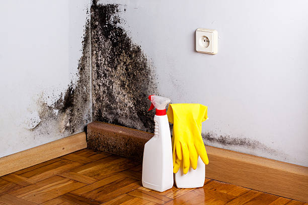 Best Crawl Space Mold Removal  in Tool, TX