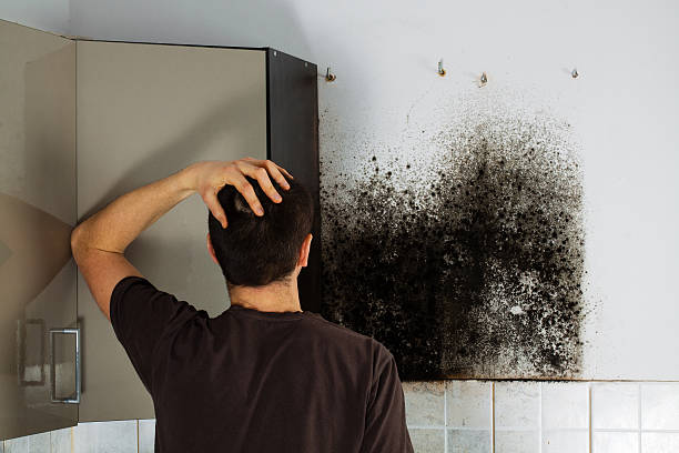 Trusted Tool, TX Mold Removal Experts