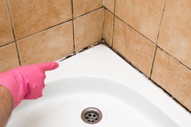 Best Commercial Mold Removal  in Tool, TX