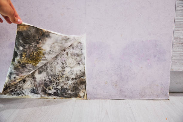 Best Home Mold Removal  in Tool, TX